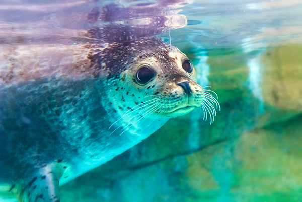 zeehond in Dolfinarium